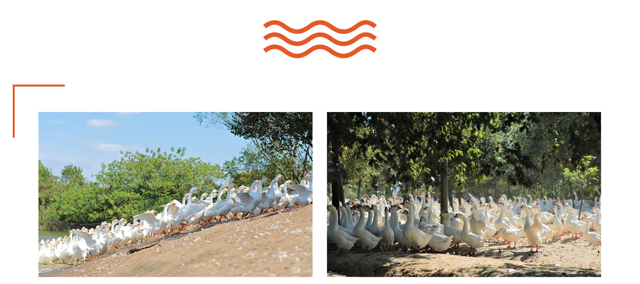 食材保证_01.jpg 食材保证_01.jpg